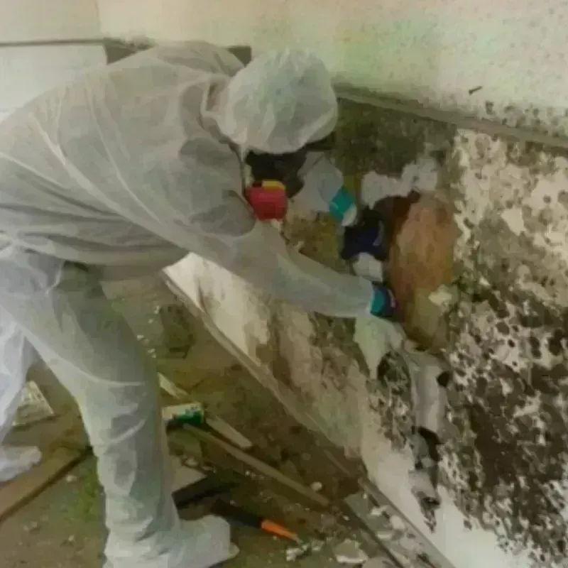 Mold Remediation and Removal in Livingston, NJ